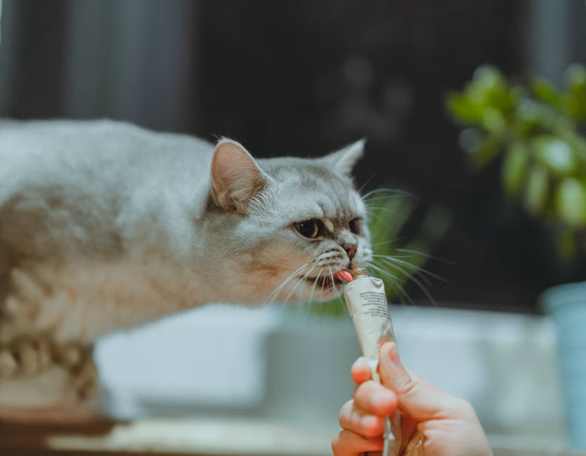 Petisco de Salmão para Gatos