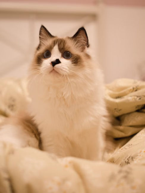 Cama Suspensa para Gatos